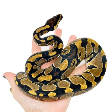 Python Regius Teeth Diagram に対する画像結果