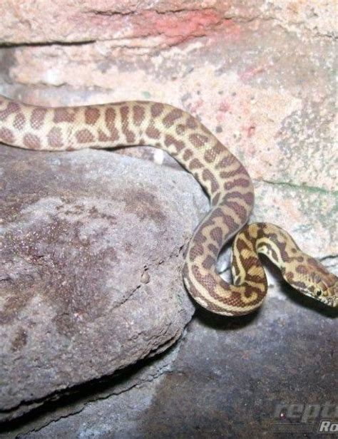 Image result for Stimson Python Growth Chart