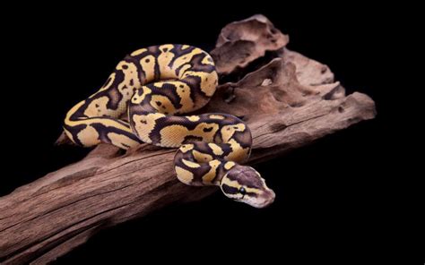 Image result for Ball Python Body Shape