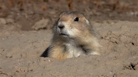 Image result for Prairie Dog Loading Meme