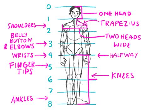 Image result for Drawing the Human Body Tutorial