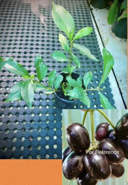 Afbeeldingsresultaten voor Planting Design of Java Plum