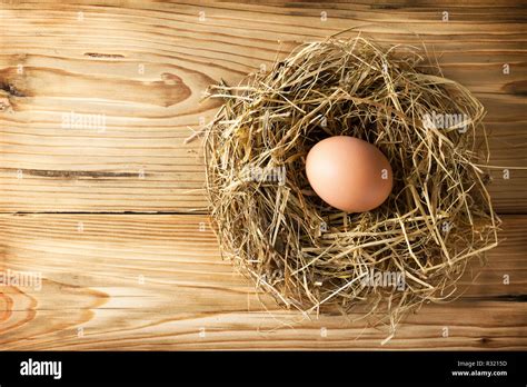 Image result for Python Egg in a Nest