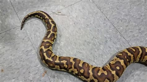Toradh íomhá ar Angry Ball Python