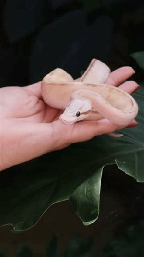 Toradh íomhá ar Ball Python Sunset Made From