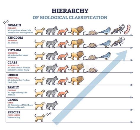 Toradh íomhá ar Classification Schema Graphic