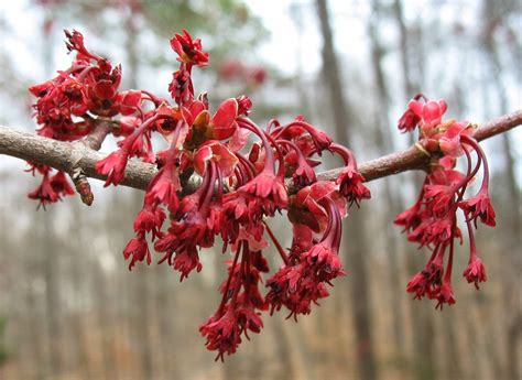 Red Maple Tree in Spring に対する画像結果