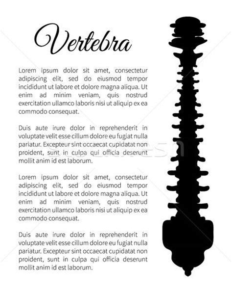 Image result for Backbone Vector