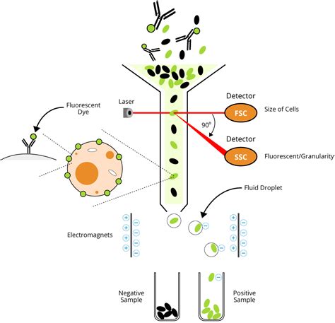 Image result for Flow Cytometry T-cell Staining Protocols