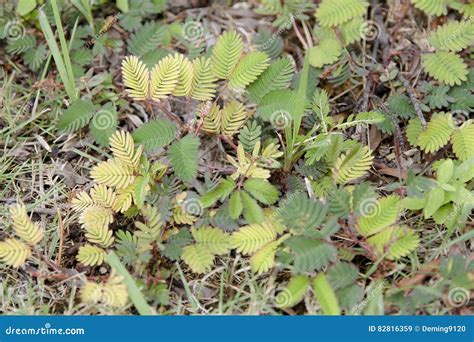 Image result for Mimosa Pudica Royalty Free Images