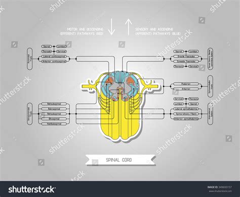 Spinal Cord Structure and Function に対する画像結果