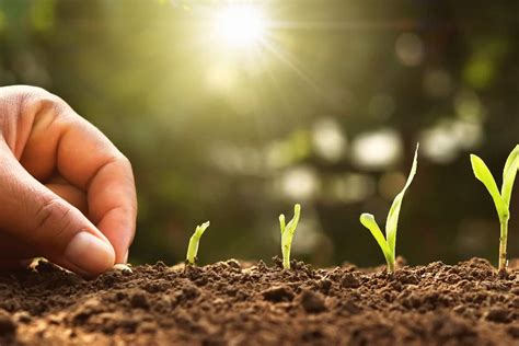 Image result for Planting Corn in Circle S