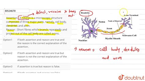 Image result for Neuron Microscope Slides