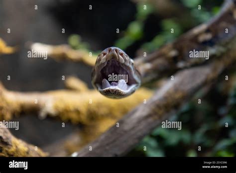 Reticulated Python Head に対する画像結果