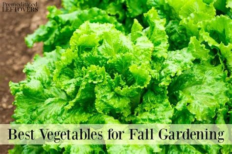 Image result for Best Fall Vegetables to Grow