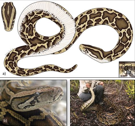 Image result for Burmese Python Food Chain