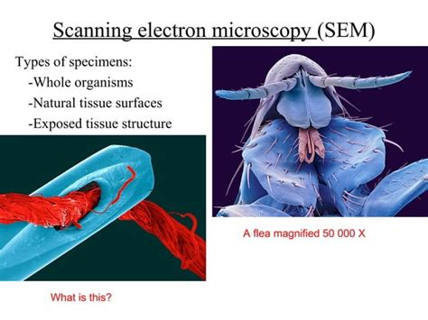 Image result for 7 Different Types of Microscope