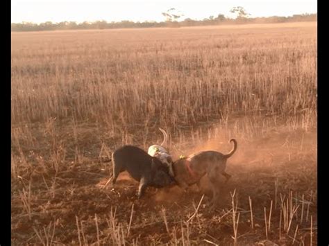 Afbeeldingsresultaten voor Aussie Dog Hunting