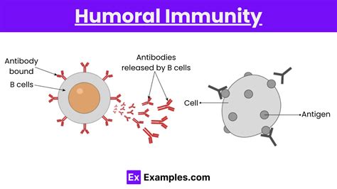Image result for Humoral Cellular Immunity