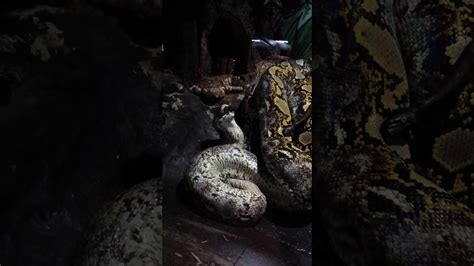 Afbeeldingsresultaten voor Python Eats Rabbit