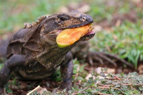 Image result for Do Pythons Eat Iguanas