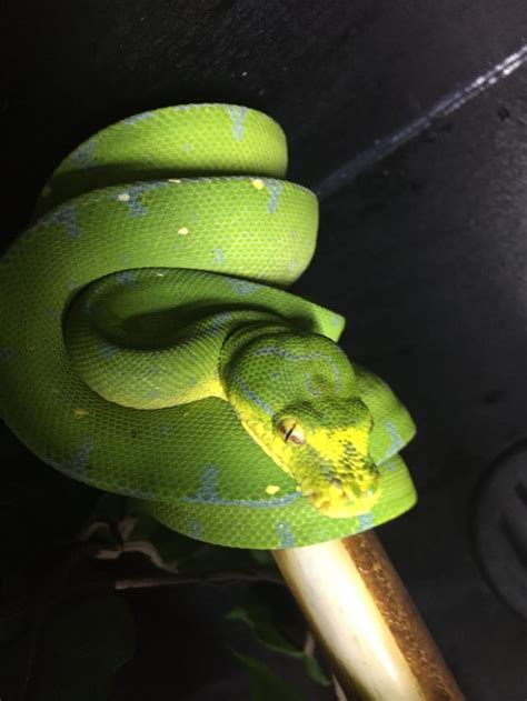 Green Tree Python Color Chart に対する画像結果