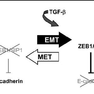 Toradh íomhá ar Double Negative Feedback Loop