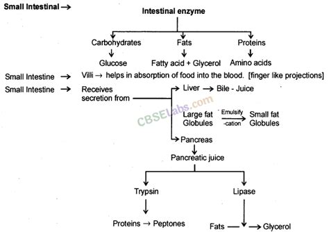 Image result for Life Processes Class 10 Flow Chart