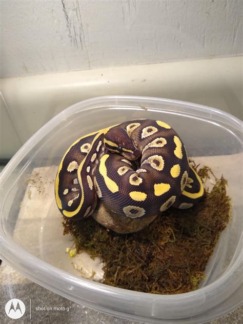 Image result for Ghost Ball Python Full Size