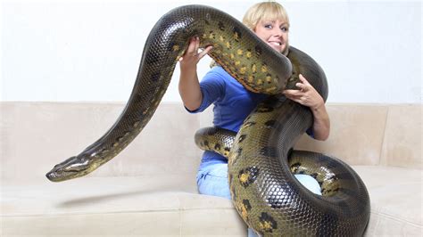 Afbeeldingsresultaten voor World Biggest Python Snake