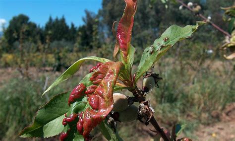 Afbeeldingsresultaten voor Nectarine Tree Diseases