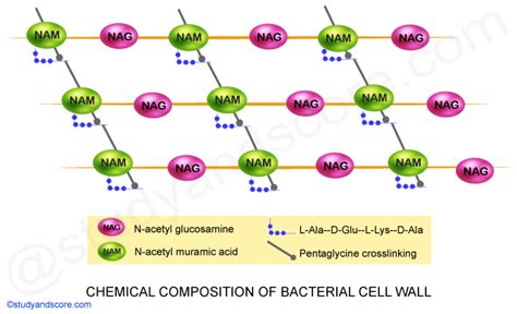 Toradh íomhá ar Structure of a Cell Wall As