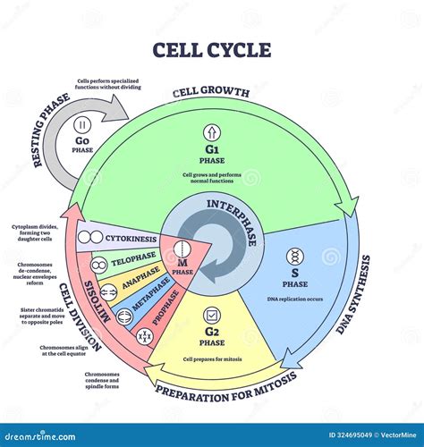 Cell Cycle, Growth, Mitosis, Synthesis and Division Stages Outline ...