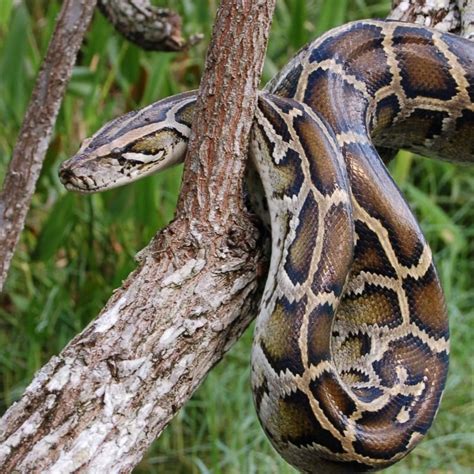 Image result for African Burmese Python