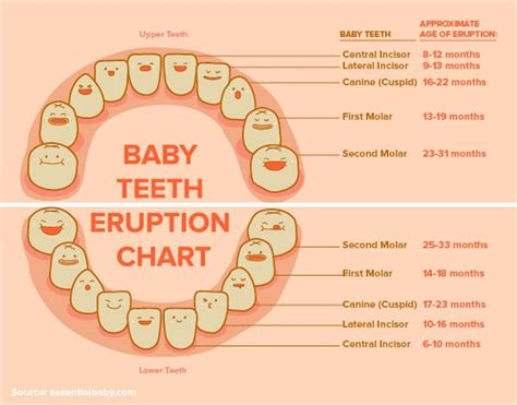 Image result for Teeth Development Chart