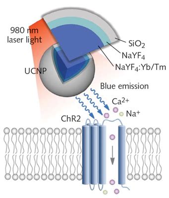 Optical Probe in Optogenetics に対する画像結果