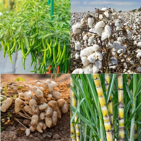 Image result for Examples of Cash Crops