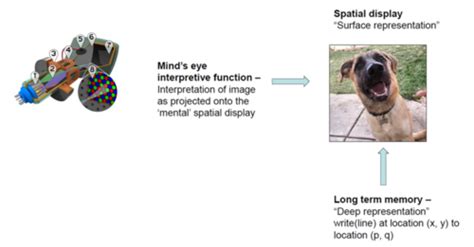 Image result for Visual Cognition Examples