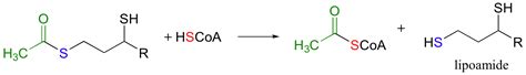 Image result for Thioester Hydrolysis Complement Cascade