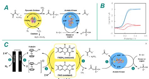 Image result for Pyruvate Oxidation Products