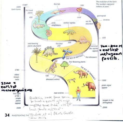 Image result for Evolution Timeline Life