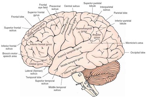 Image result for Brain Structure Labeled