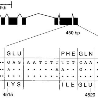 How to Write Nod in Transcript に対する画像結果