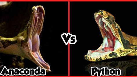Image result for Green Python vs Human