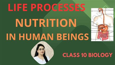 Image result for Life Processes Class 10 Nutrition in Human Beings Flow Chart
