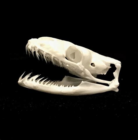 Image result for Ball Python Skull