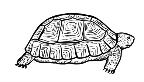 Afbeeldingsresultaten voor Turtle Shell Graphic