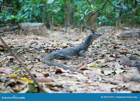 Monitor Lizard in Natural Habitat Stock Image - Image of grey, reptile ...