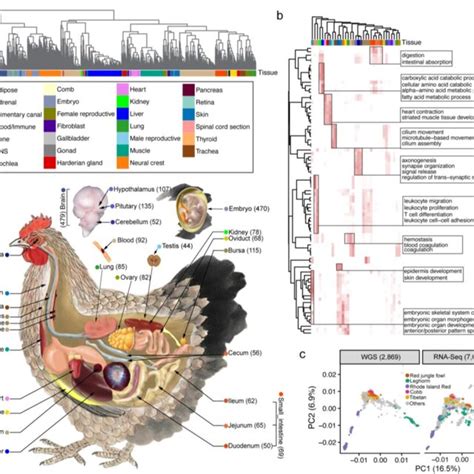 Résultat d’images pour Chicken Transcriptome