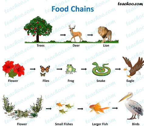 Toradh íomhá ar Burmese Python Food Chain Diagram